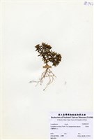 藏品(長柄千層塔)的圖片